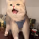 ghhhiu