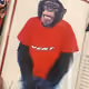 una_piccola_mosca1111