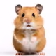 HamsterProjectNFT