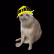 AbsoluteCashCats