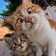 LUCKY-CAT