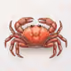 CrabfishArcClub