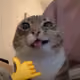 Halamcfa