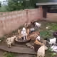 Egbon_sedo