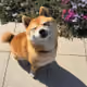 Massivexyz
