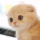 minie