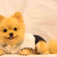 teddi