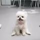pongki