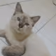 ayuhidayah