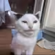 goodbraveliking