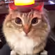 catwithlamp