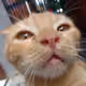 zerky