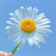 darlingdaisy