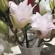 ma7