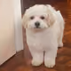 doggyyy