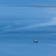 fearlesspenguin