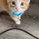 0xmeow