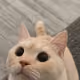 whyq