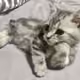 tomthecat