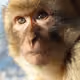 primate