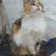 suwagy