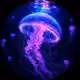 projellyfish