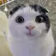 momonga