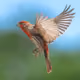 flyingfinch