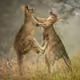 skippy111