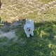 kongbizzy