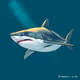 shark87