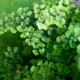 maidenhair