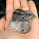 tiaprys