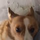 skag
