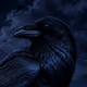 Raven67