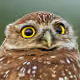 owl