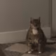 hemalurgist.base.eth