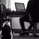 jackpenguinfrien