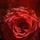 dsblf