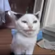 zy2