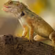 elephantjackson
