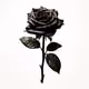 blackrosee