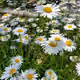 hi-daisy