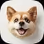 Dog005
