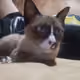 mewliet