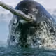 rosynarwhal0770