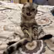 pifi