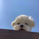 kimbooko