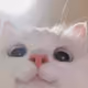 hi-meowmeow