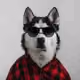 dustinwebb